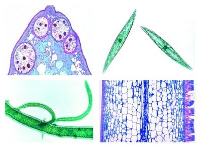 Microrganismi dell’acqua di mare, 15 preparati microscopici