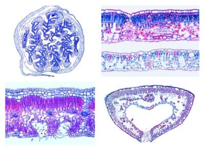 Angiosperme, set di dettagli, foglie, 15 vetrini microscopici