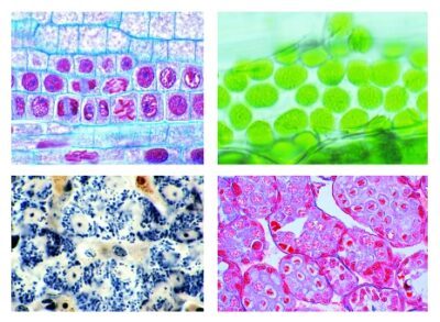 Citologia animale, umana e vegetale, set speciale composto da 25 vetrini microscopici preparati della migliore qualità