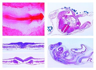 L’embriologia del pollo (Gallus domesticus), 10 vetrini microscopici