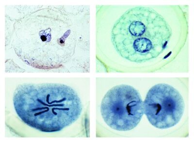 L’embriologia dell’Ascaris megalocephala, 10 vetrini microscopici