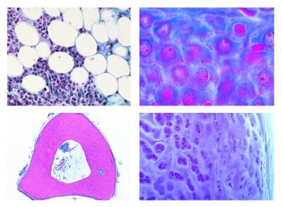 Istologia degli animali domestici per la medicina veterinaria parte I, 24 vetrini microscopici preparati
