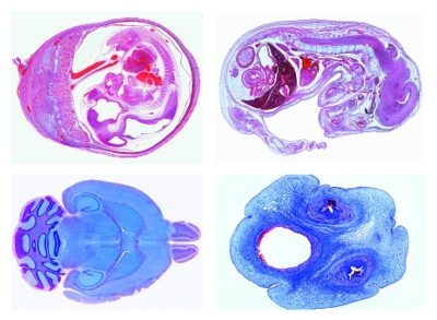 Istologia degli animali domestici per la medicina veterinaria parte II, 24 vetrini microscopici preparati