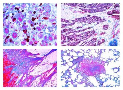 Istologia Patologica per Medicina Veterinaria, 22 vetrini microscopici preparati