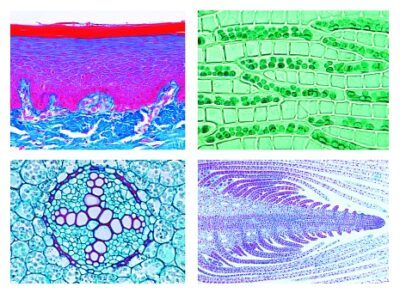 Set scolastici A, B, C e D insieme. Tutti e quattro i set, 175 vetrini per microscopio