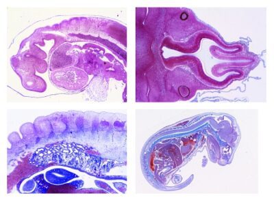 L’embriologia del maiale (Sus scrofa), 10 vetrini microscopici