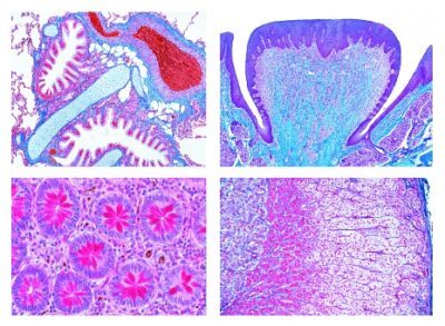 Istologia umana normale (possibile su richiesta colorata con ematossilina-eosina (H