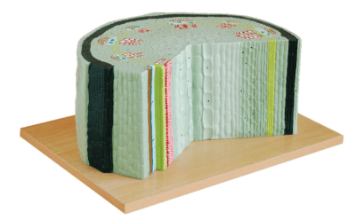 PHYWE Dicot stem structure, model