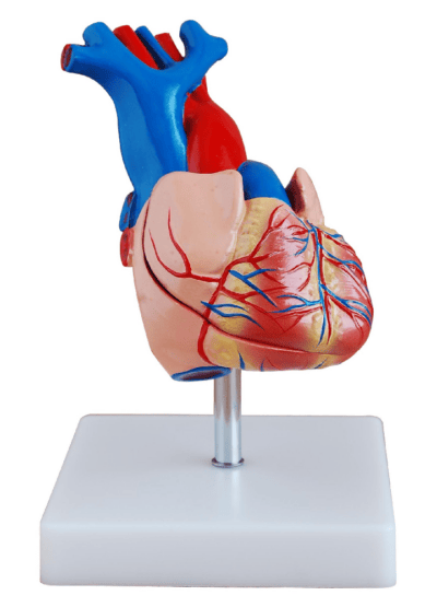 PHYWE Modello di cuore umano, 2 parti