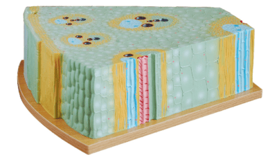 PHYWE Monocot stem structure, model