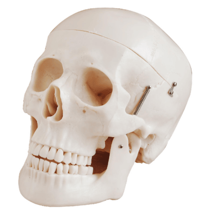 PHYWE Human skull, model
