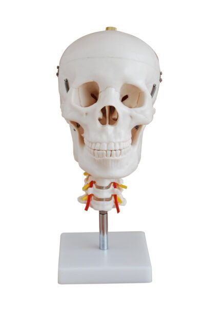PHYWE Cranio con colonna cervicale, modello