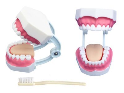 PHYWE Modello per cure dentistiche (28 denti)
