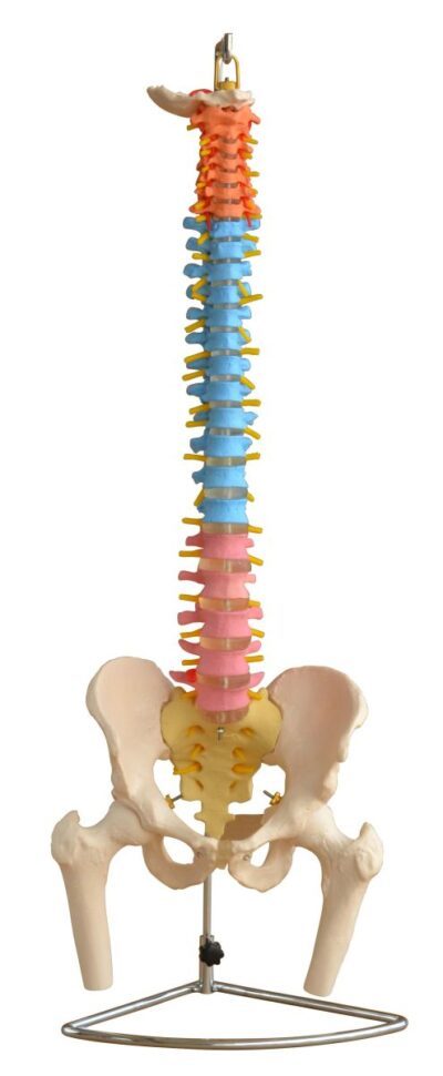 PHYWE Colonna vertebrale con teste del bacino e del femore, modello