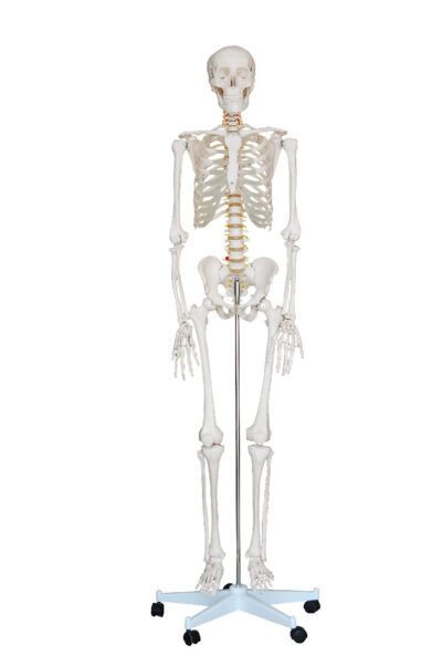 PHYWE Skeleton, 170 cm