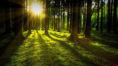 Impatto del tipo di foresta su umidità, temperatura e luminosità con Cobra SMARTsense