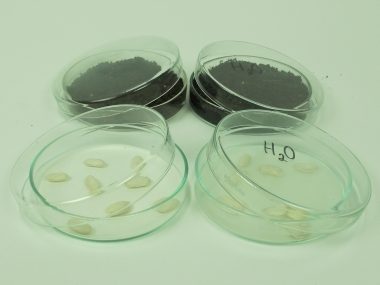 Condizioni necessarie per la germinazione dei semi