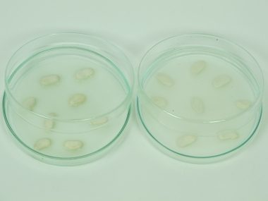 Germinazione e ossigeno