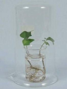 Appassimento delle piante