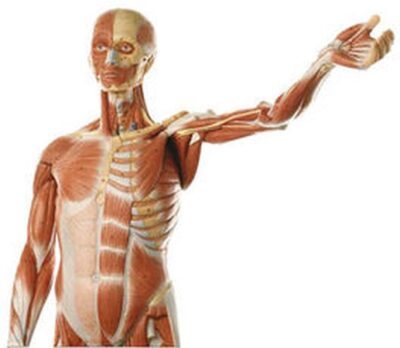 Figura muscolare maschile
