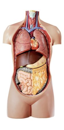 Torso di giovane senza testa