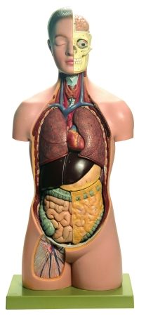 Torso di giovane con testa