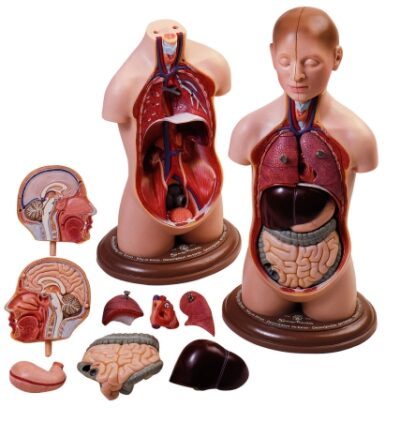 Piccolo torso di giovane con testa