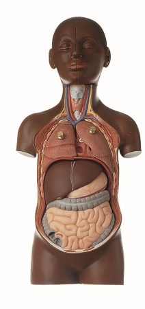 Piccolo torso di giovane con testa