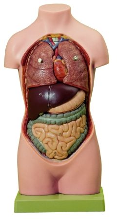 Piccolo Torso di Giovane senza testa (non illustrato)