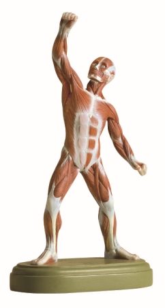 Figura muscolare