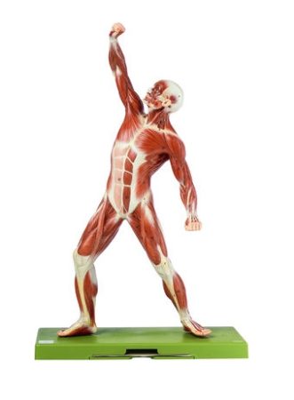 Figura muscolare maschile