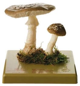 Amanita pantera