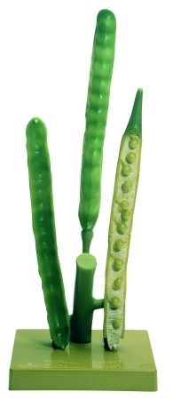 Baccello di stupro