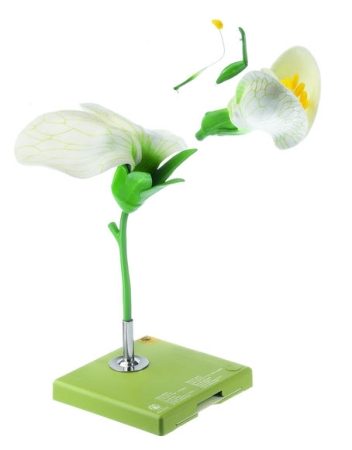 Pisello, Fiore