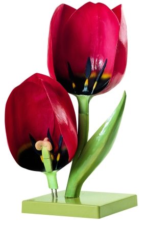 Tulipano da giardino, fiore