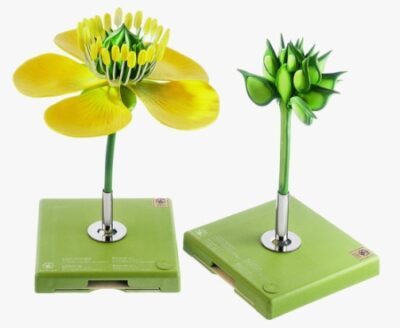 Ranuncolo, fiore e frutto