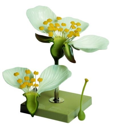 Fiore Di Ciliegio