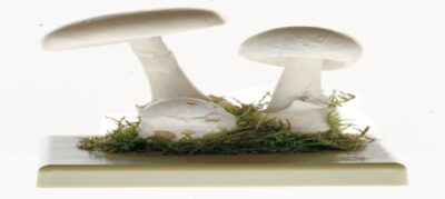 Amanita verna