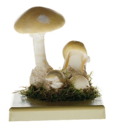 Amanita Phalloides