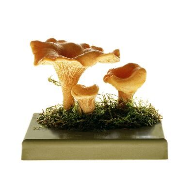Cantharellus