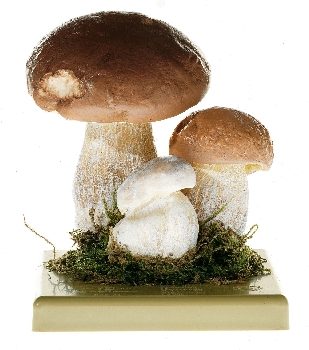 Boletus Edulis