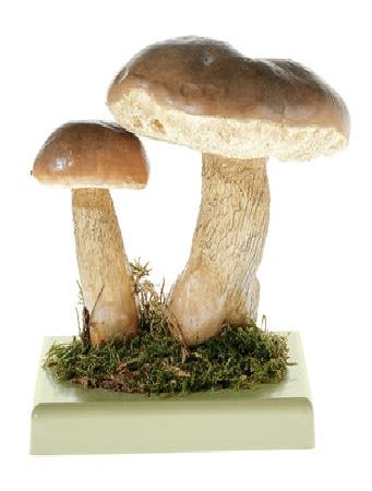 Tylopilus Felleus