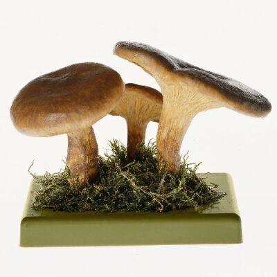 Paxillus involuto
