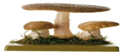Amanita Rubescens