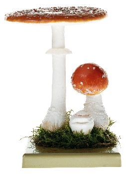 Amanita Muscaria