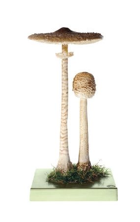 Macrolepiota