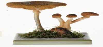 Armillariella mellea