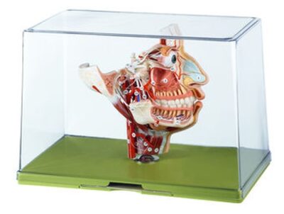 Nervi e vasi sanguigni sul cranio facciale