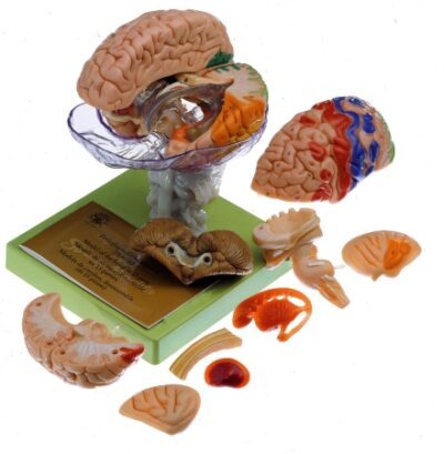 Modello di cervello con aree citoarchitettoniche indicate