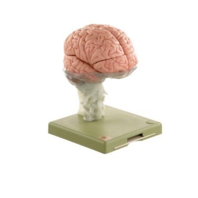 Modello di cervello in 15 parti